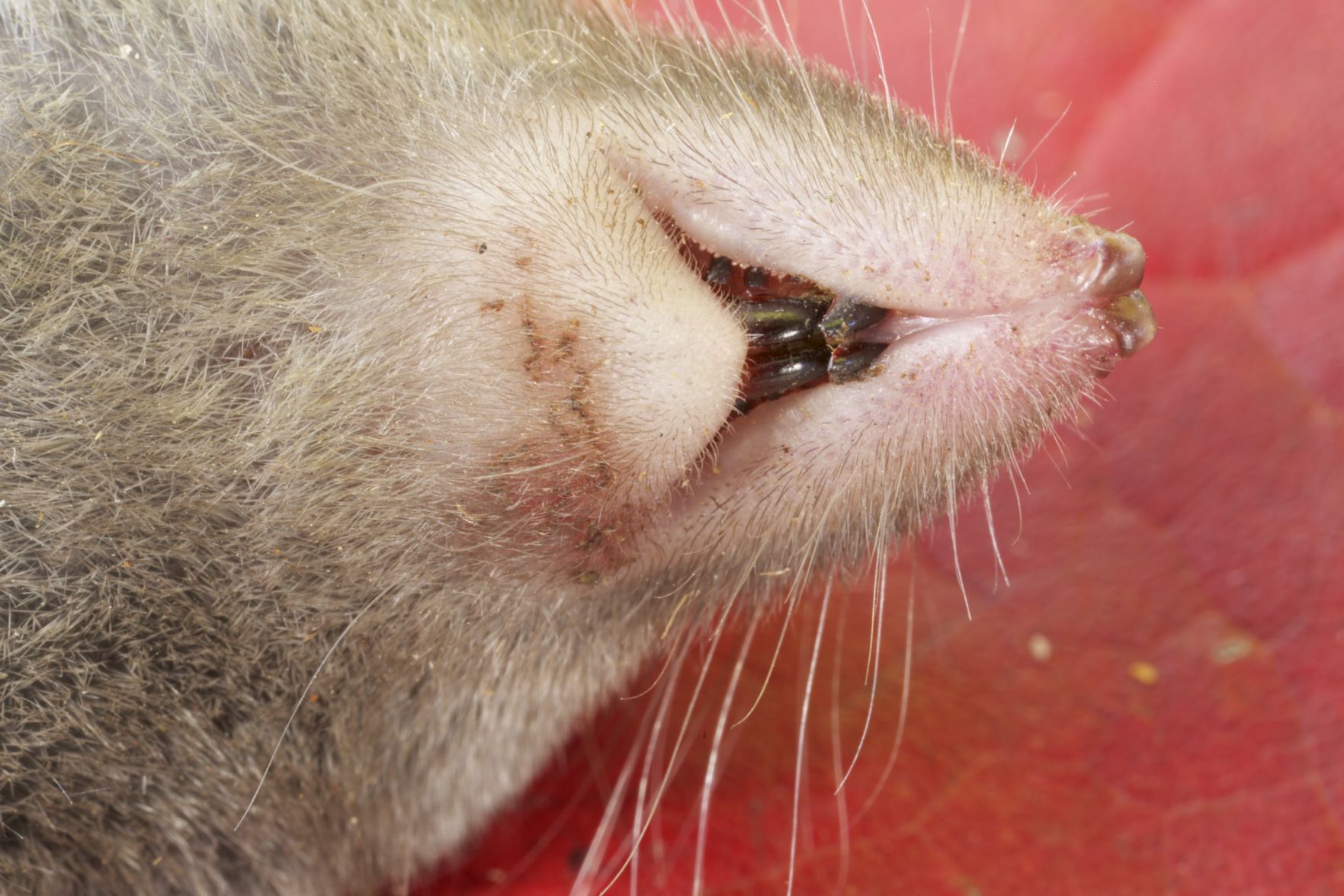 Shrew
